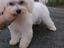 Immagine 5