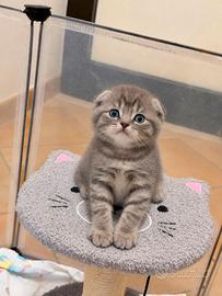 Gattini scottish fold
