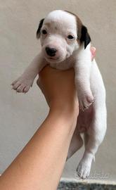 Cucciolo jack russel zampa corta pelo raso