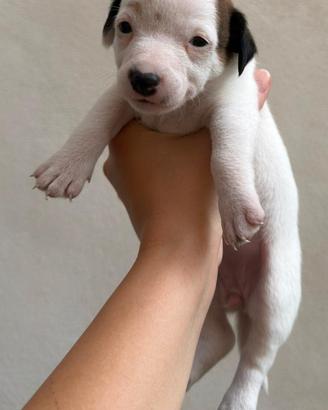 Cucciolo jack russel zampa corta pelo raso