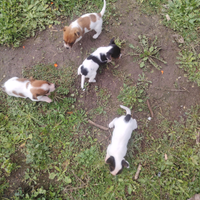 Cuccioli jack Russell pelo corto zampe corte