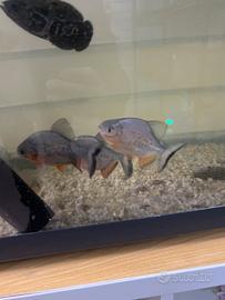 Piranha 12-14 cm