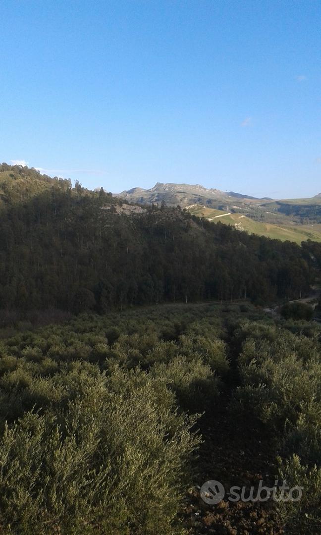 Uliveto - Vista 3