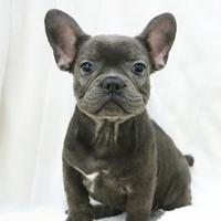 Cucciolata bulldog francesi blu solo M
