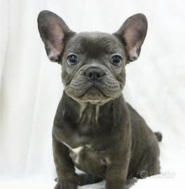 Cucciolata bulldog francesi blu solo M