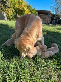Golden retriver americano