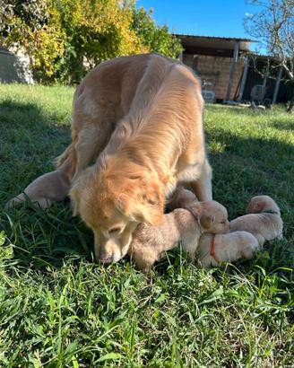 Golden retriver americano