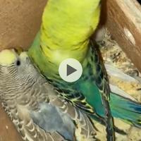 Coppia cocoriti 2023