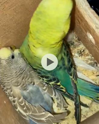 Coppia cocoriti 2023