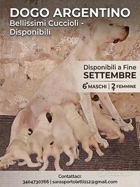 Dogo Argentino 