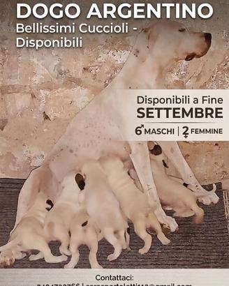 Dogo Argentino 