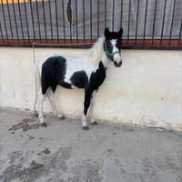Puledro pony