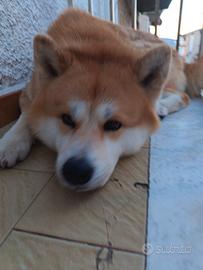 Monta/ accoppiamento Akita inu
