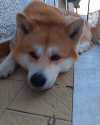Monta/ accoppiamento Akita inu
