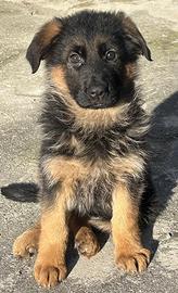 Cuccioli pastore tedesco