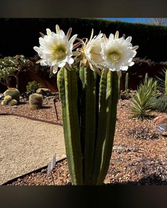 Cactus San Pedro - talea