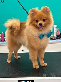 Volpino di pomerania