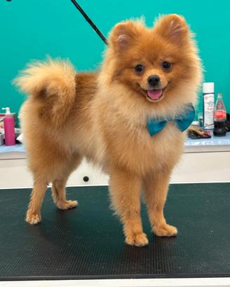 Volpino di pomerania