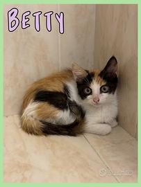 Gattine in adozione