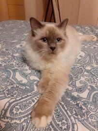 Gatto sacro di birmania castrato 7anni