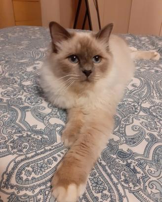 Gatto sacro di birmania castrato 7anni
