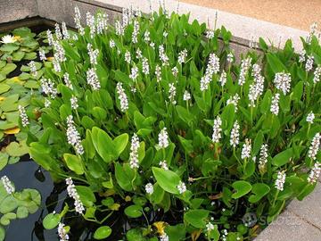 Pontederia Cordata 'Alba' - Pianta per laghetto