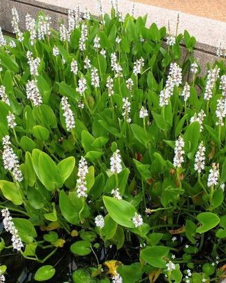 Pontederia Cordata 'Alba' - Pianta per laghetto