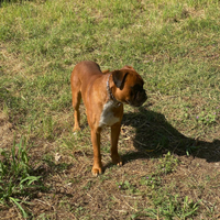 Regalasi Boxer solo a referenziati