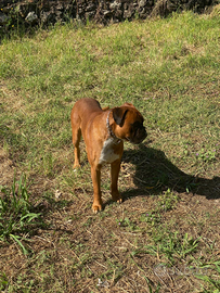 Regalasi Boxer solo a referenziati