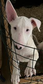 Cucciolo bull terrier maschio bianco