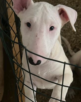 Cucciolo bull terrier maschio bianco