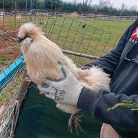 Gallo moroseta bianco