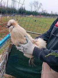 Gallo moroseta bianco