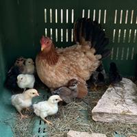 Galline nane