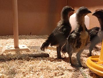 Galli e galline ornamentali