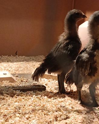 Galli e galline ornamentali
