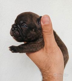 Bulldog francese