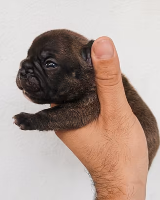 Bulldog francese