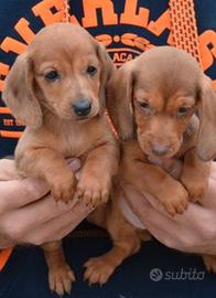 Cuccioli Bassotto nano