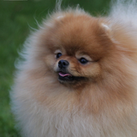 Cucciolo volpino spitz di Pomerania nano maschio