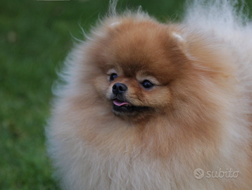 Cucciolo volpino spitz di Pomerania nano maschio