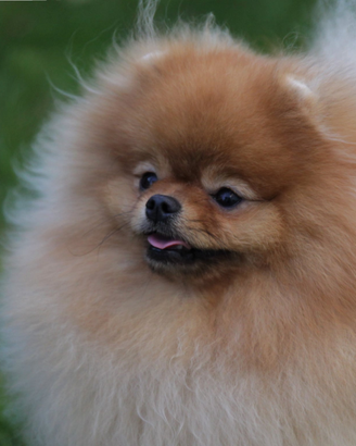 Cucciolo volpino spitz di Pomerania nano maschio