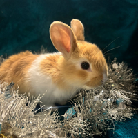 Coniglietti mini Toy nani