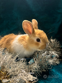 Coniglietti mini Toy nani