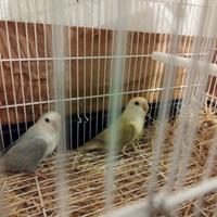 Coppia inseparabili 100% riproduttiva