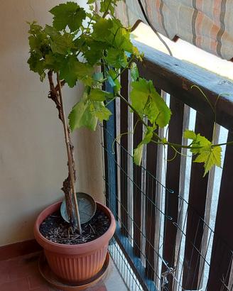 pianta di uva