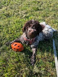 Lagotto Romagnolo
