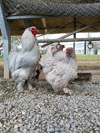 Gallo Brahma o coppia