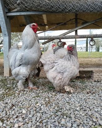Gallo Brahma o coppia