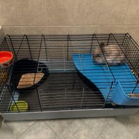 Coniglio nano testa di leone